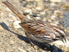 (Song Sparrow) beach (Song Sparrow) beach