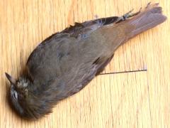 (Hermit Thrush) window kill dorsal (Hermit Thrush) window kill dorsal