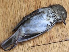 (Hermit Thrush) window kill ventral (Hermit Thrush) window kill ventral