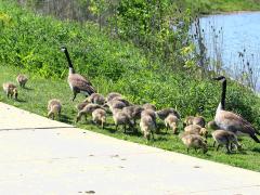 (Canada Goose) family (Canada Goose) family
