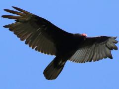 (Turkey Vulture) soars (Turkey Vulture) soars