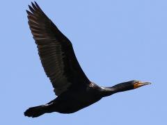(Double-crested Cormorant) flapping (Double-crested Cormorant) flapping