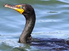 (Double-crested Cormorant) floating (Double-crested Cormorant) floating