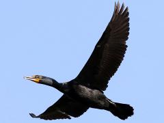 (Double-crested Cormorant) flying (Double-crested Cormorant) flying
