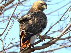 (Red-tailed Hawk) perching rear (Red-tailed Hawk) perching rear