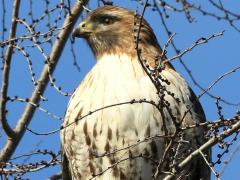 (Red-tailed Hawk) perching front on Siberian Elm (Red-tailed Hawk) perching front on Siberian Elm