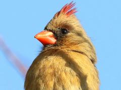 (Northern Cardinal) female perching (Northern Cardinal) female perching