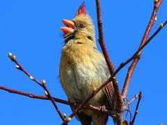 (Northern Cardinal) female singing (Northern Cardinal) female singing