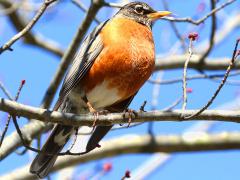 (American Robin) female perching (American Robin) female perching