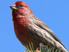 (House Finch) male perching (House Finch) male perching