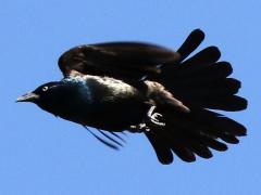 (Common Grackle) male flying (Common Grackle) male flying