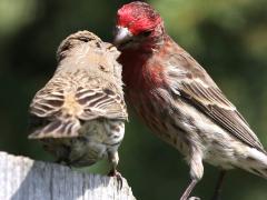 (House Finch) nuptial feeding (House Finch) nuptial feeding