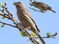 (House Finch) female eating bud (House Finch) female eating bud
