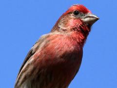 (House Finch) male perching (House Finch) male perching