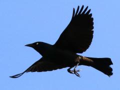 (Common Grackle) flight (Common Grackle) flight