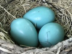 (American Robin) eggs (American Robin) eggs