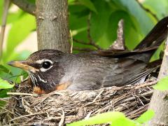 (American Robin) nesting (American Robin) nesting