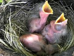 (American Robin) chicks begging (American Robin) chicks begging