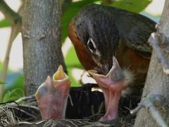 (American Robin) feeding chick (American Robin) feeding chick