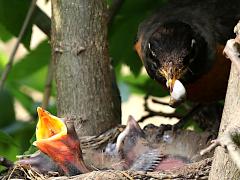 (American Robin) fecal sac (American Robin) fecal sac