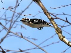 (Downy Woodpecker) male flight (Downy Woodpecker) male flight