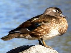 (Wood Duck) female (Wood Duck) female