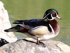 (Wood Duck) male (Wood Duck) male
