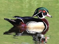 (Wood Duck) male swims (Wood Duck) male swims