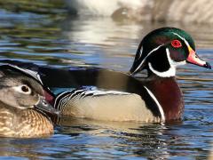 (Wood Duck) pair (Wood Duck) pair