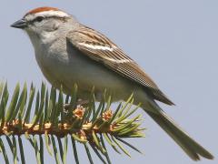 (Chipping Sparrow) perching (Chipping Sparrow) perching
