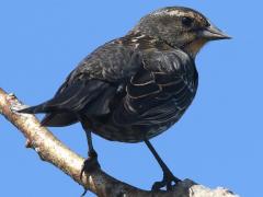 (Red-winged Blackbird) female (Red-winged Blackbird) female