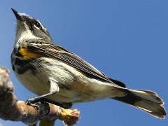 (Yellow-rumped Warbler) female belly (Yellow-rumped Warbler) female belly