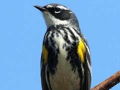 (Yellow-rumped Warbler) male perching (Yellow-rumped Warbler) male perching