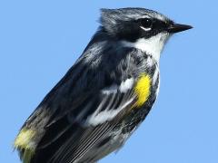 (Yellow-rumped Warbler) male profile (Yellow-rumped Warbler) male profile