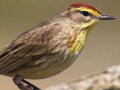 (Palm Warbler) perching (Palm Warbler) perching
