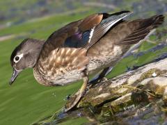 (Wood Duck) female (Wood Duck) female