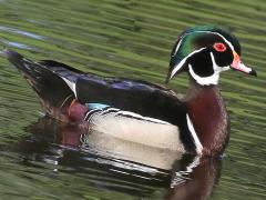 (Wood Duck) male (Wood Duck) male