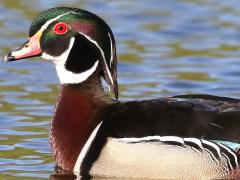 (Wood Duck) male bust (Wood Duck) male bust