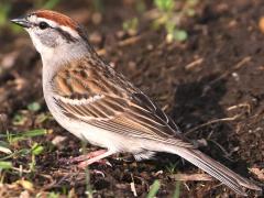 (Chipping Sparrow) perching (Chipping Sparrow) perching