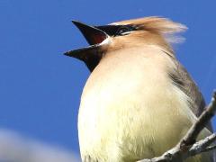 (Cedar Waxwing) singing (Cedar Waxwing) singing