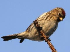 (Redpoll) perching (Redpoll) perching
