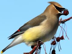(Cedar Waxwing) feeding (Cedar Waxwing) feeding