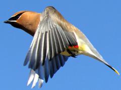 (Cedar Waxwing) flaps (Cedar Waxwing) flaps