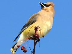 (Cedar Waxwing) perching (Cedar Waxwing) perching