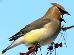 (Cedar Waxwing) yawning (Cedar Waxwing) yawning