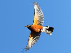 (American Robin) gliding (American Robin) gliding