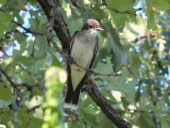 (Eastern Kingbird) on Bur Oak (Eastern Kingbird) on Bur Oak