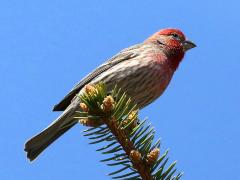 (House Finch) male (House Finch) male