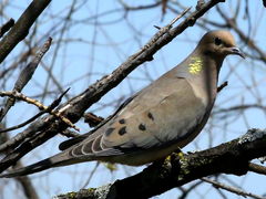 (Mourning Dove) perching (Mourning Dove) perching