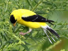 (American Goldfinch) male (American Goldfinch) male